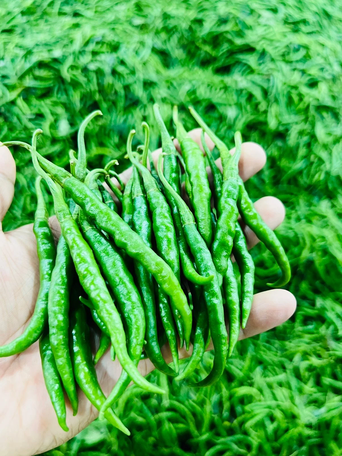 Fresh green chilli product sample
