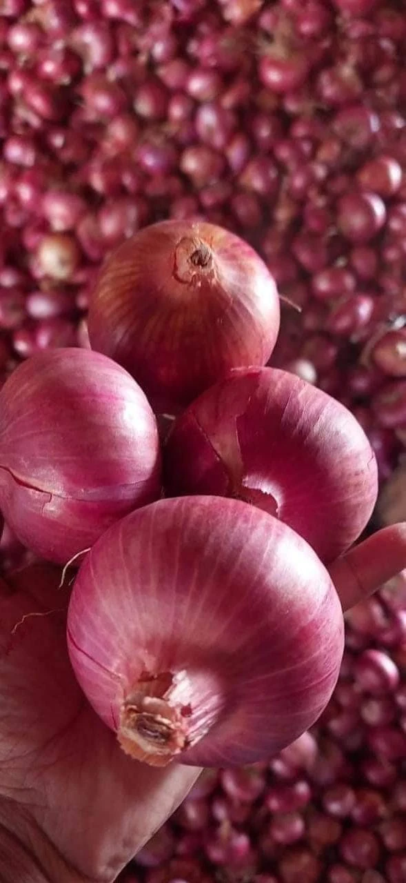 Red onion product sample