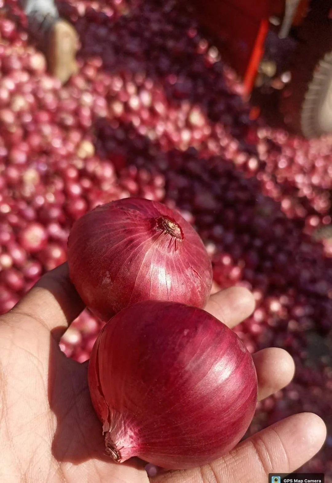 Red onion product sample